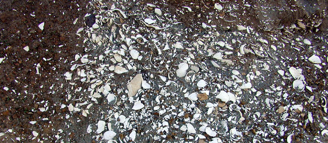 Native American Kitchen Midden