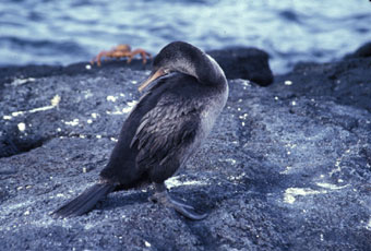 Galapagos flightless cormorant