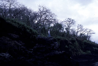 Lone blue-footed booby in El Niño