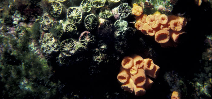 Popcorn coral colony dead and alive