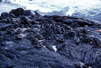 Marine iguana colony