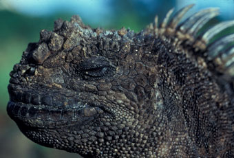 Marine iguana head