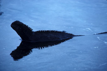 Marine iguana swimming away from shoreline