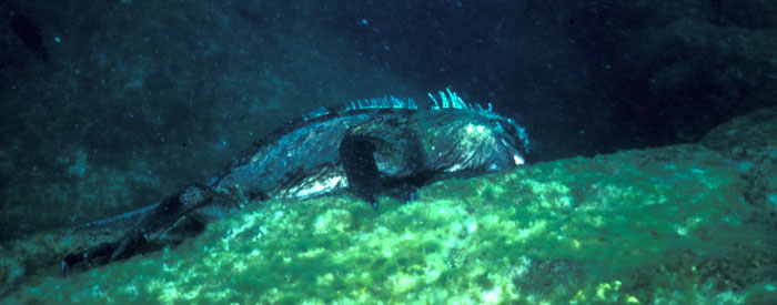 Marine iguana feeding at depth