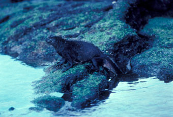 Marine iguana in a 'normal' year