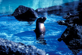 Galapagos sea lion in a tidepool