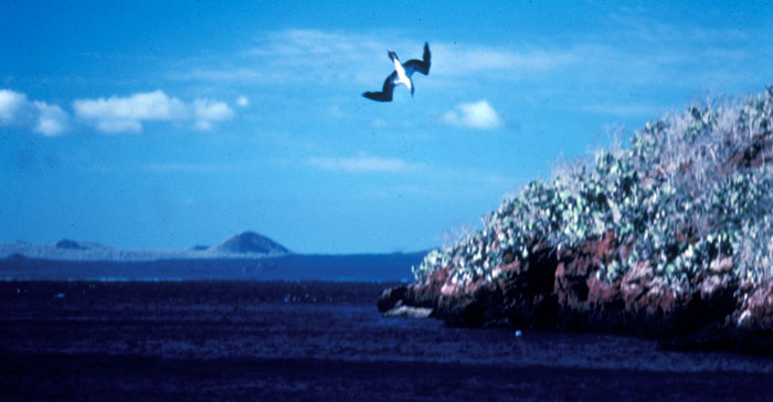 Blue-footed booby diving for its food