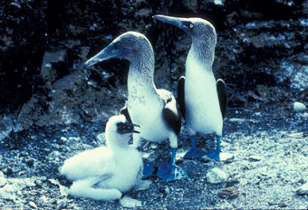Blue-footed booby chick