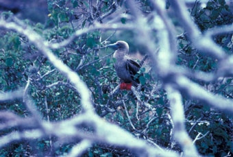 Red-footed booby