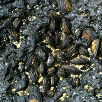 Hawaiian tidepool mussels