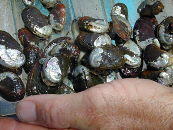 Maricultured abalone from NELHA