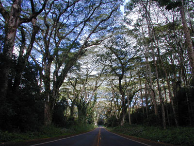 Hawaiian ohia and fern forest