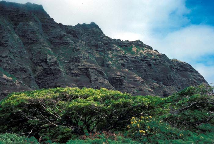 Hawaii's typical vegetation on the wet sides of the islands