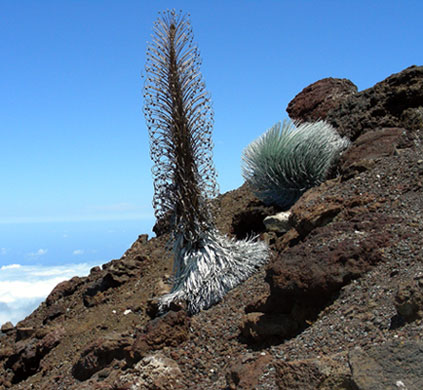 Silver swords at Haleakala summit