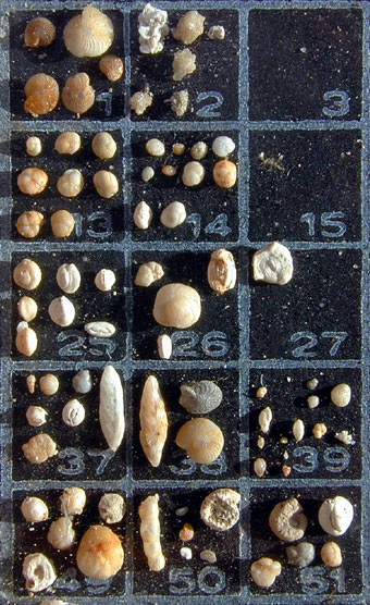 Forams from Calcareous Ooze