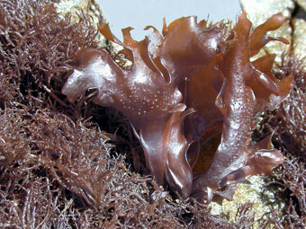 Marine Algae