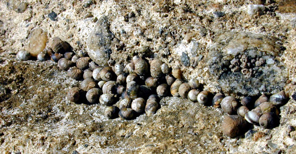 Periwinkle Snails clustered in rock crack
