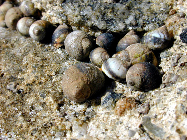 Periwinkle Snails cemented to the rock