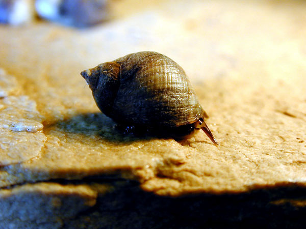 Periwinkle Snail crawling in search of food