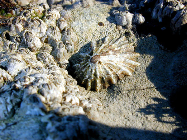 Fingernail Limpet species with rough edges