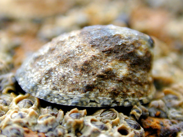 Fingernail Limpet species with smooth edges