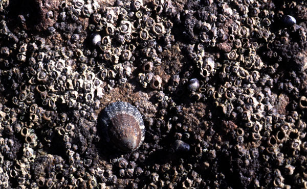 Fingernail Limpet surrounded by Buckshot Barnacles