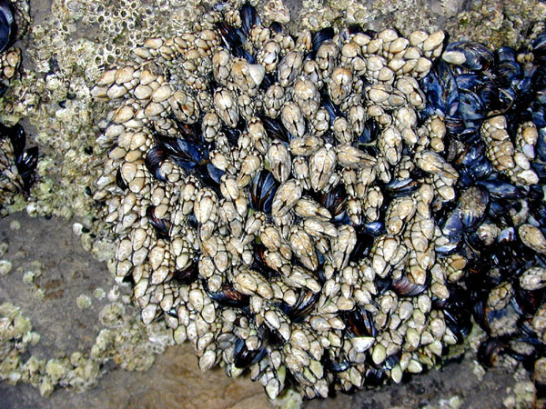 Gooseneck Barnacles and Mussels