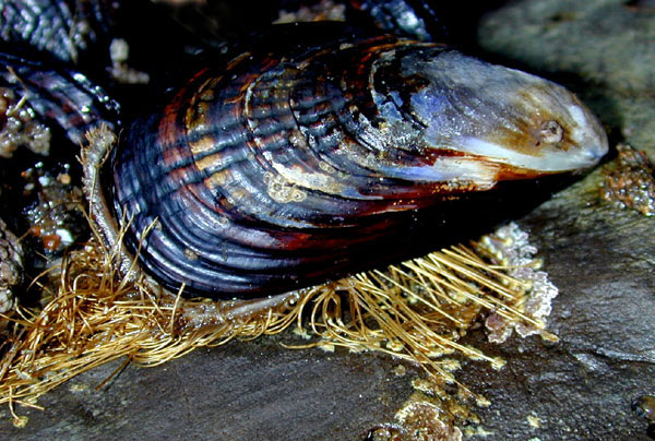 Mussel showing byssal threads and their attachment to the rock