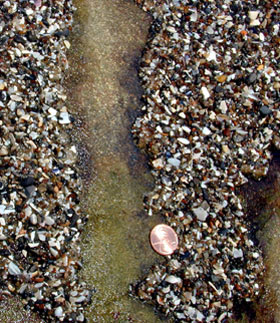 Close up of anemone free area