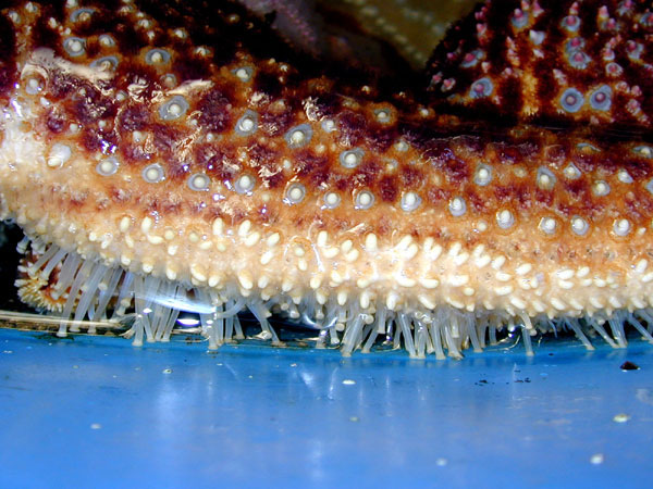 Sea Star tube feet