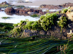 Sea Lettuce, a common intertidal greel algae