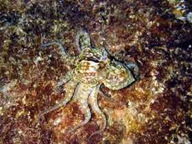 Octopus matching its environment