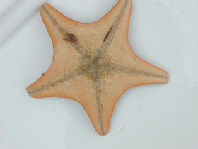 Bat Star underside with stomach everted
