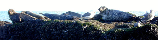 Harbor Seals at Carpinteria