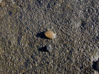 Barrel Snail Eggs