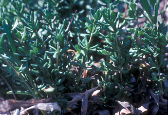 <i>Frankenia</i>, a transition plant