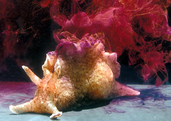 Sea Hare