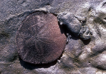 Sand Dollar