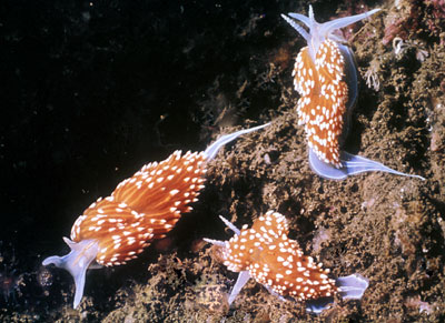 Opalescent Sea Slugs