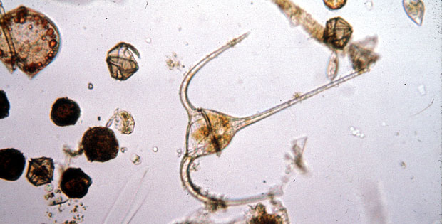 A <i>Ceratium</i> Dinoflagellate