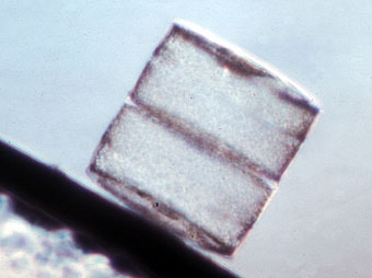 Side View of a Diatom