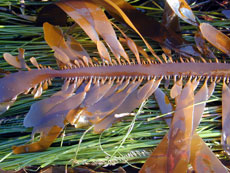 Feather Boa Kelp