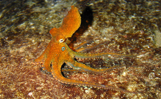 Multicellular Adult Two Spot Octopus Individual