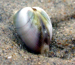 Bean Clam