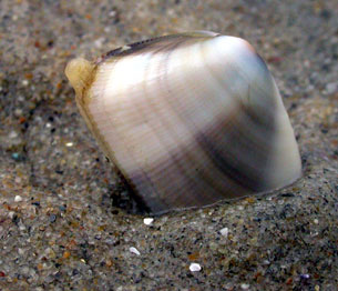 Bean Clam