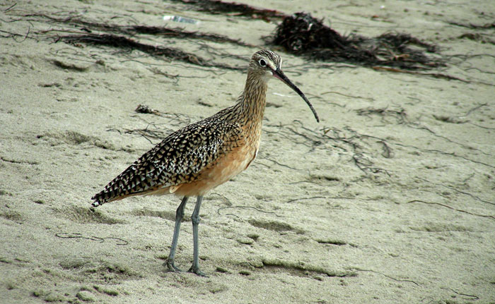 Longbilled Curlew