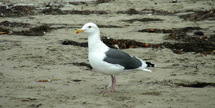Western Gull