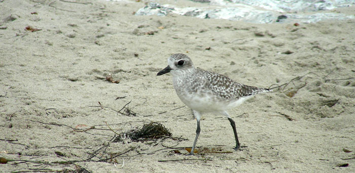 Black Bellied Plover