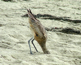 Marbled Godwit feeding