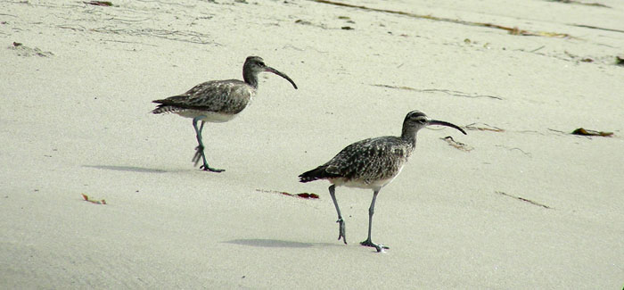 Whimbrel